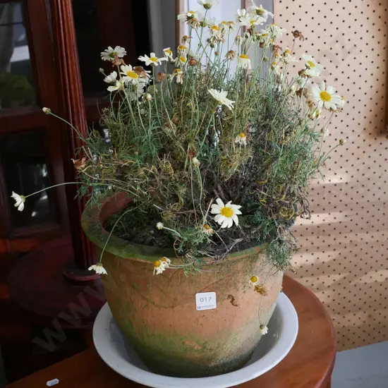 daisies in terracotta planter