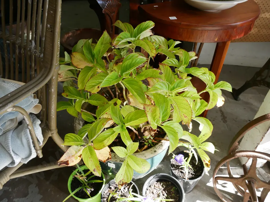 potted hydrangea in green glazed planter Image 1++
