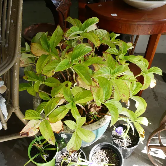 potted hydrangea in green glazed planter