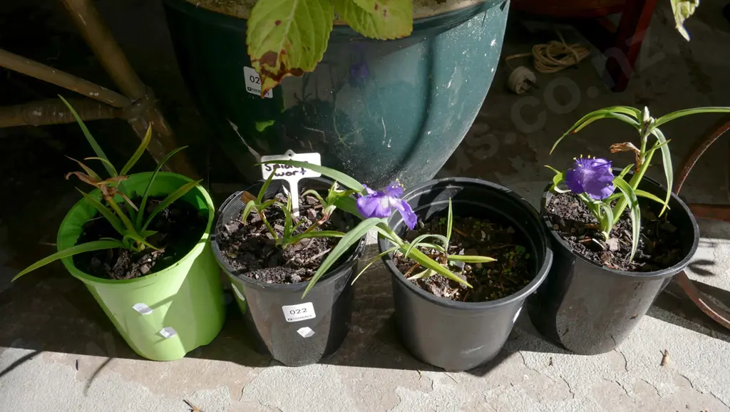 4x potted spiderwort Image 1++