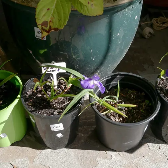 4x potted spiderwort
