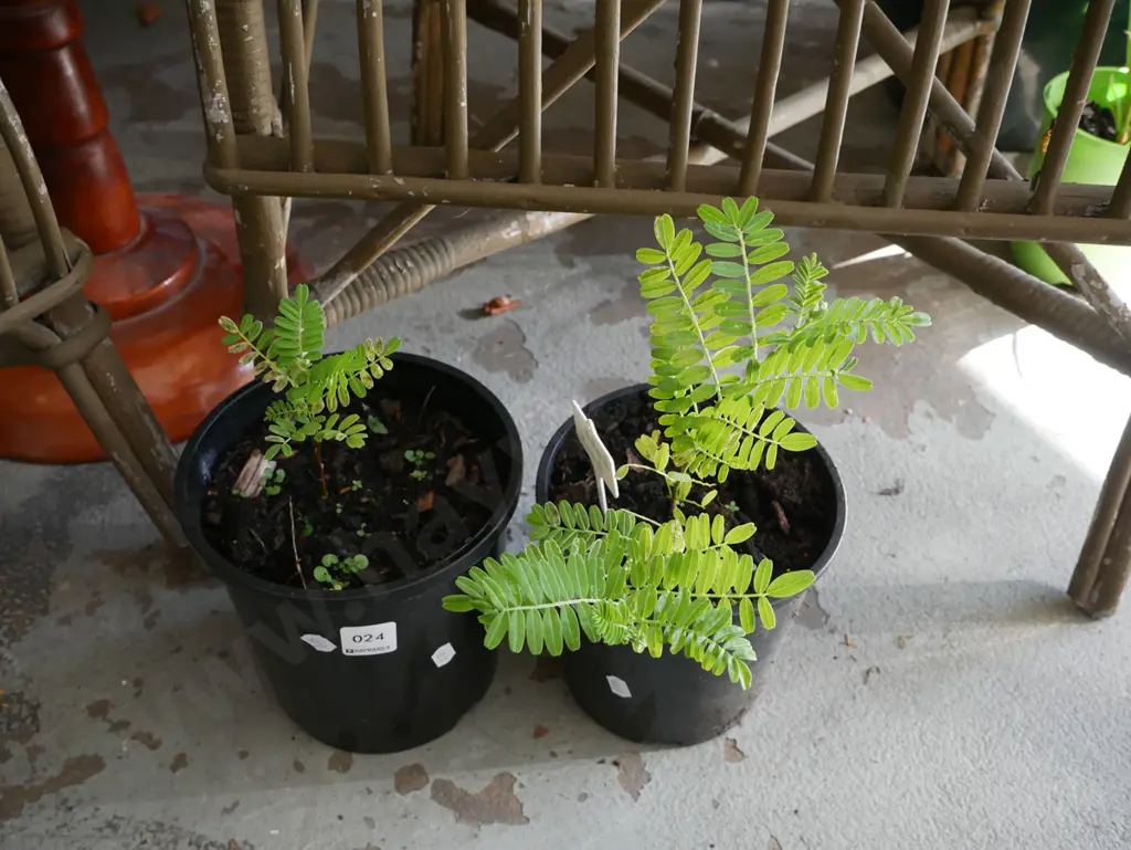 2x potted kakas beaks Image 1++