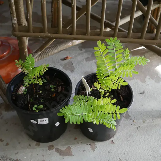 2x potted kakas beaks