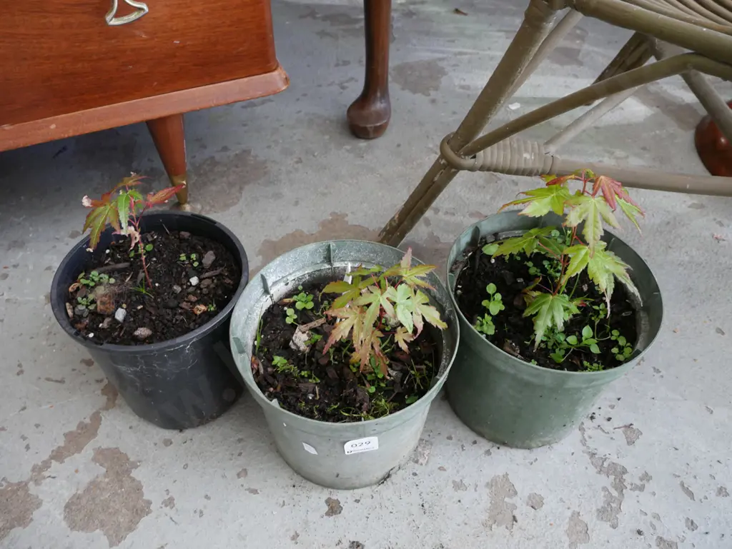 3x potted maples Image 1++