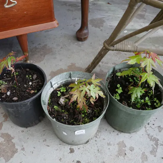 3x potted maples
