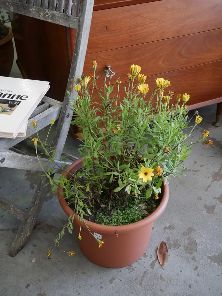yellow daisies in plastic planter Image 1++