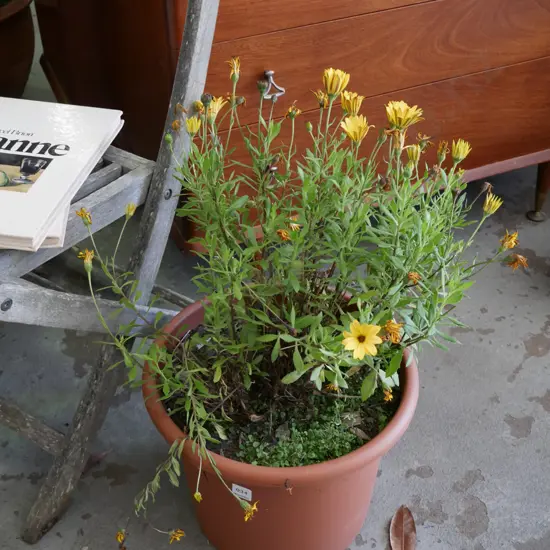 yellow daisies in plastic planter