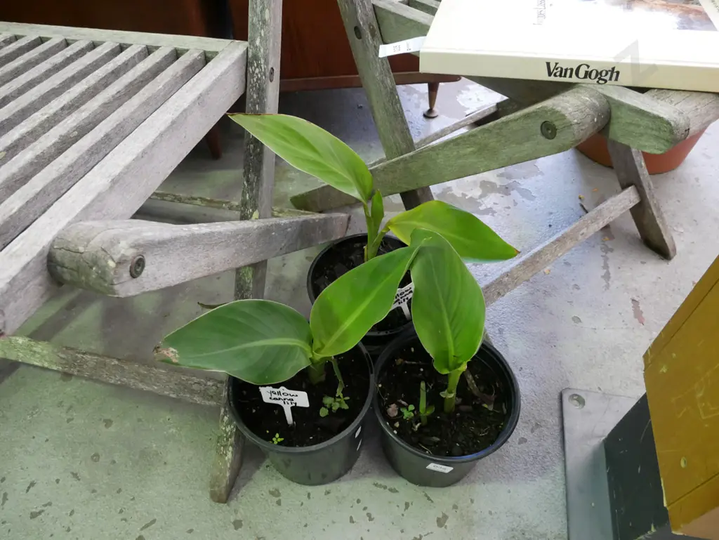 3x potted canna lillies - 2x yellow, 1x orange Image 1++