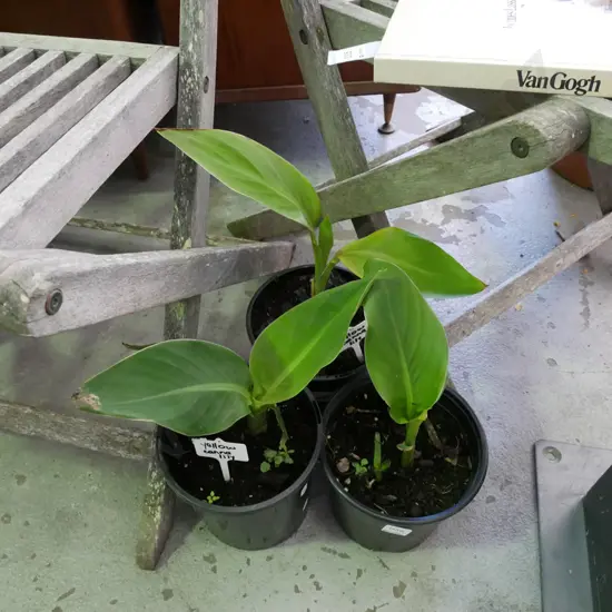 3x potted canna lillies - 2x yellow, 1x orange