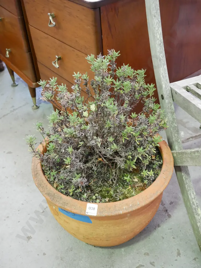plant in terracotta planter Image 1++
