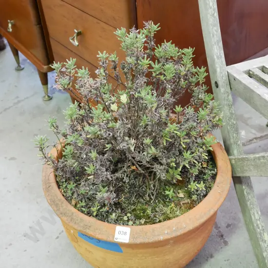 plant in terracotta planter