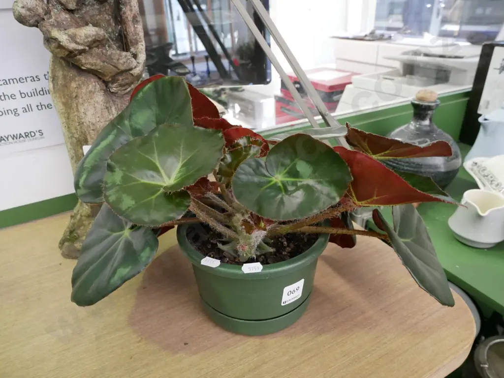 potted begonia - erythrophylla Image 1++