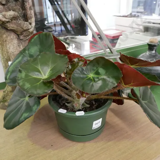 potted begonia - erythrophylla