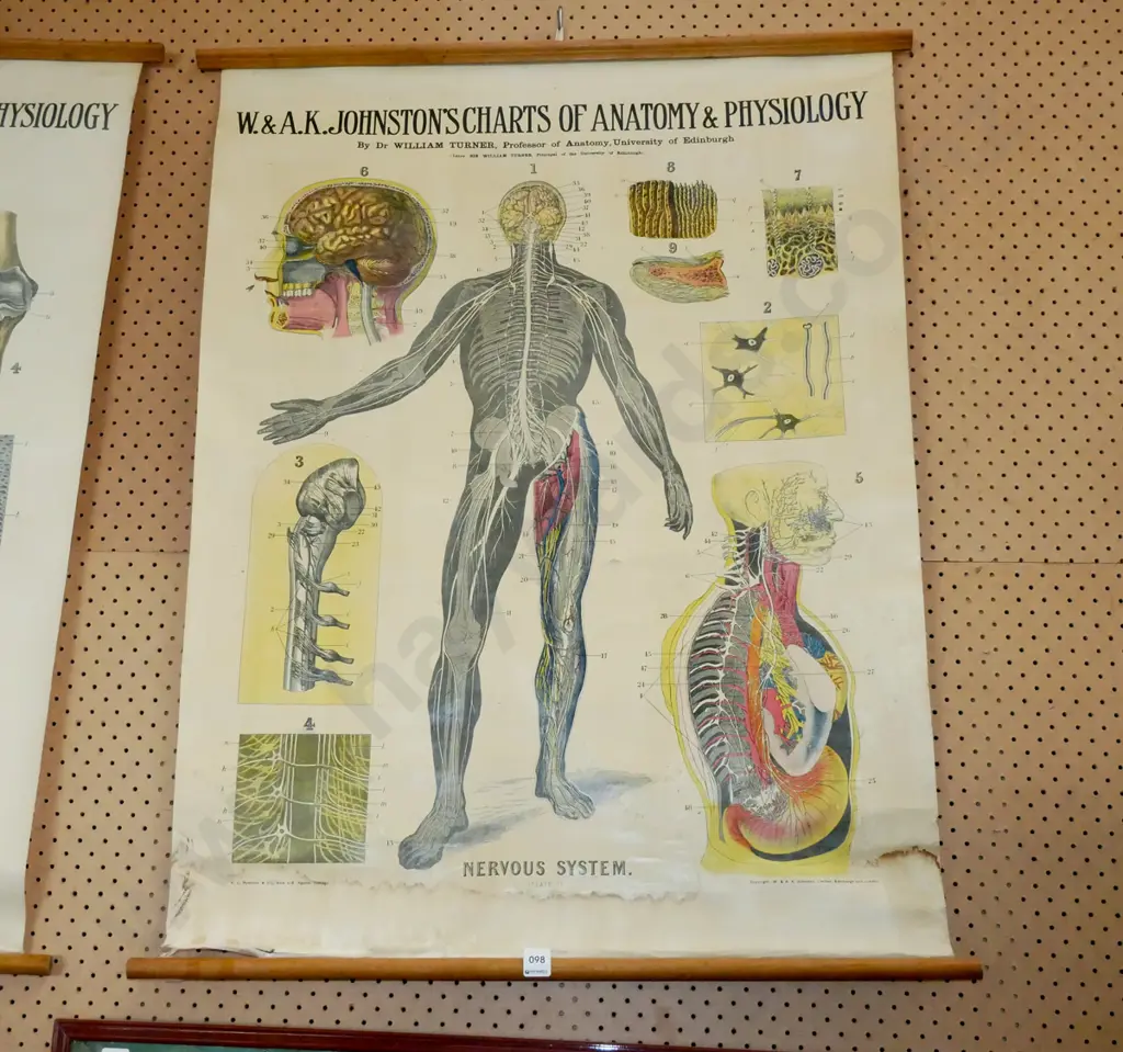 anatomical and physiological chart - nervous system Image 1++