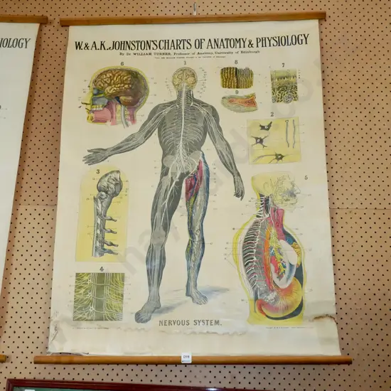 anatomical and physiological chart - nervous system