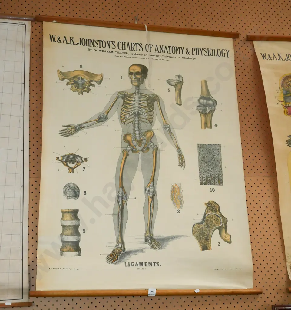 anatomical and physiological chart - ligaments Image 1++
