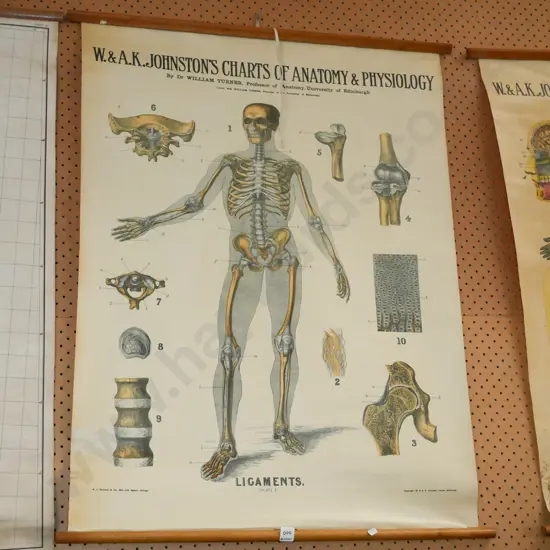 anatomical and physiological chart - ligaments