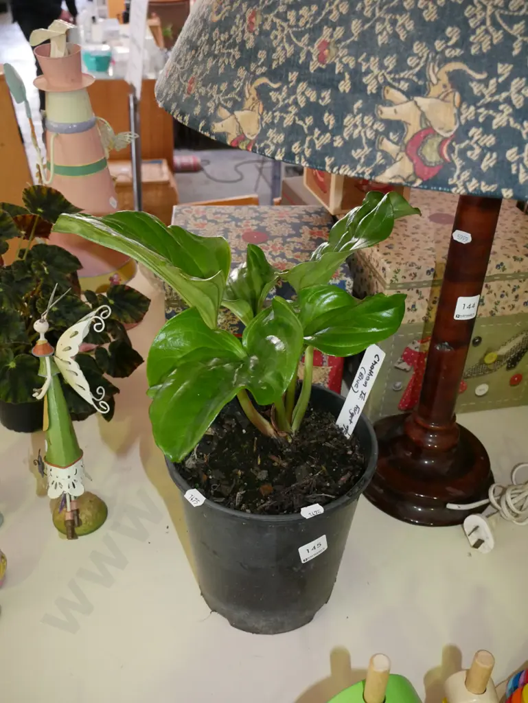 potted Chatham Island forget me not Image 1++