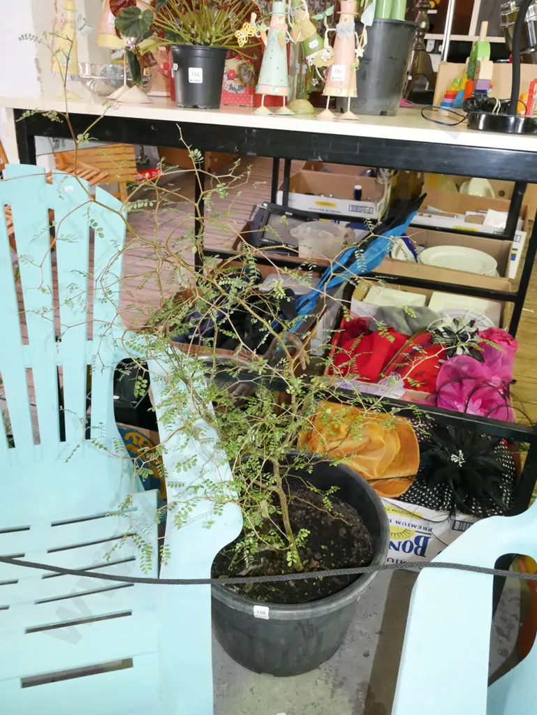 potted kowhai in plastic planter Image 1++