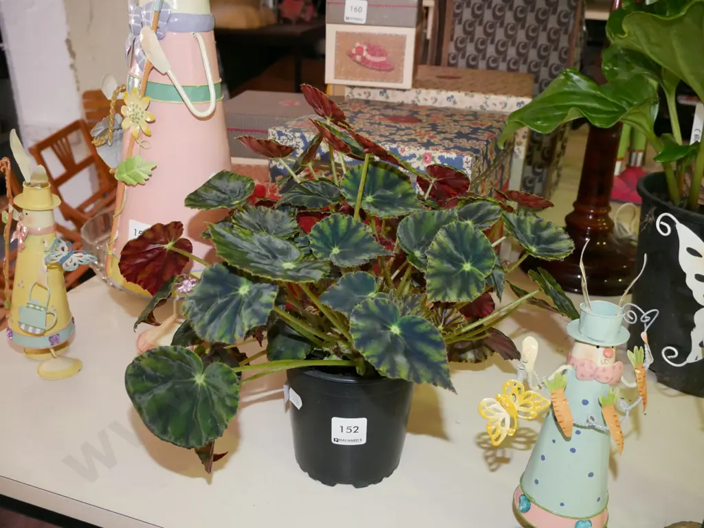potted begonia    Image 1++