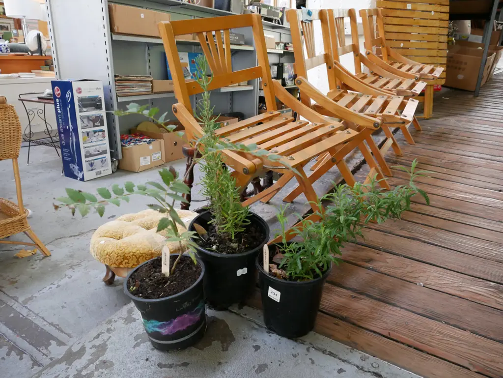 2x potted lavender, potted rowan berry Image 1++