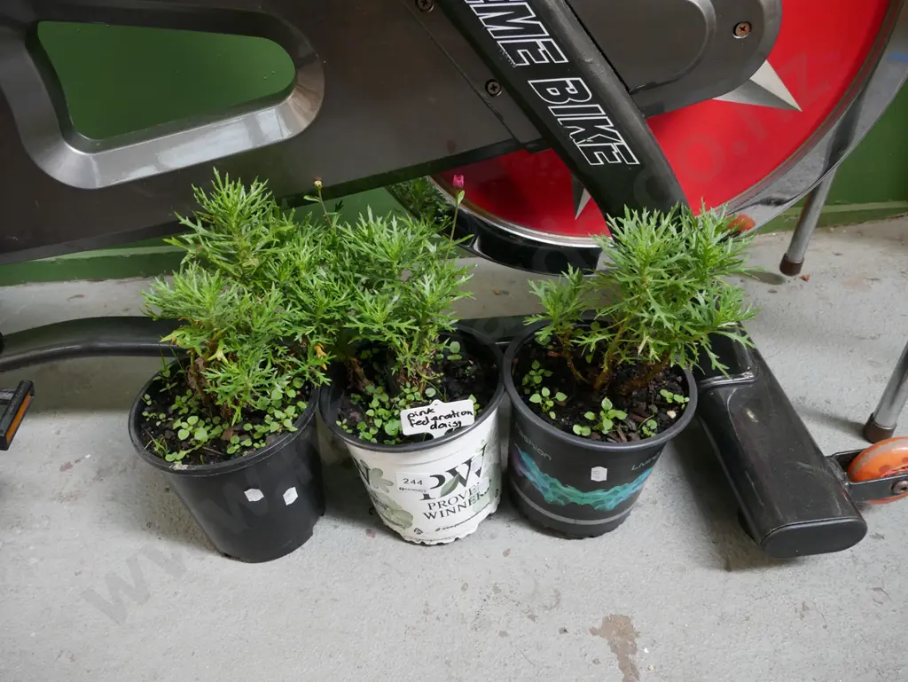 3x potted pink federation daisies Image 1++