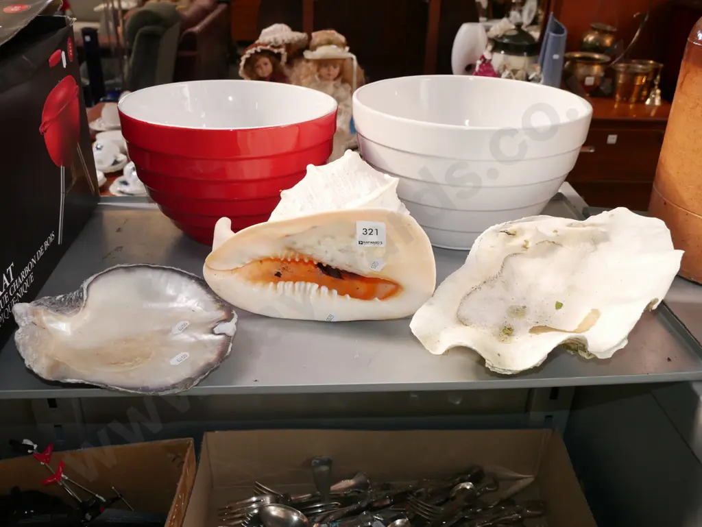 3x seashells Image 1++