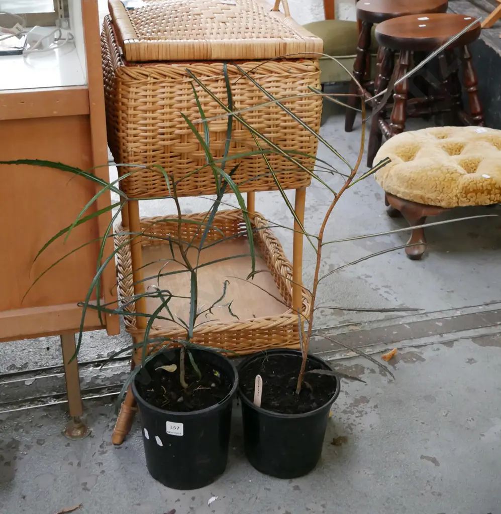 2x potted lancewoods Image 1++