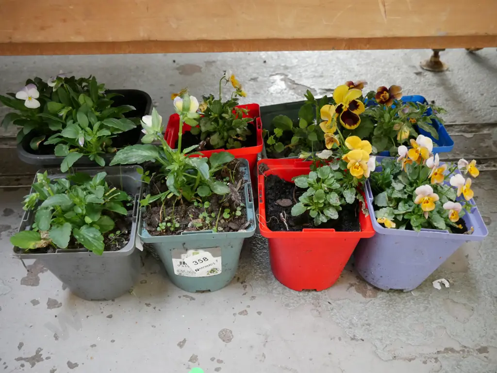8x potted pansies Image 1++
