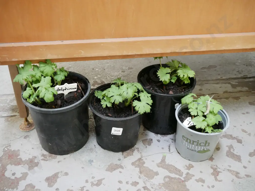 4x potted delphiniums Image 1++