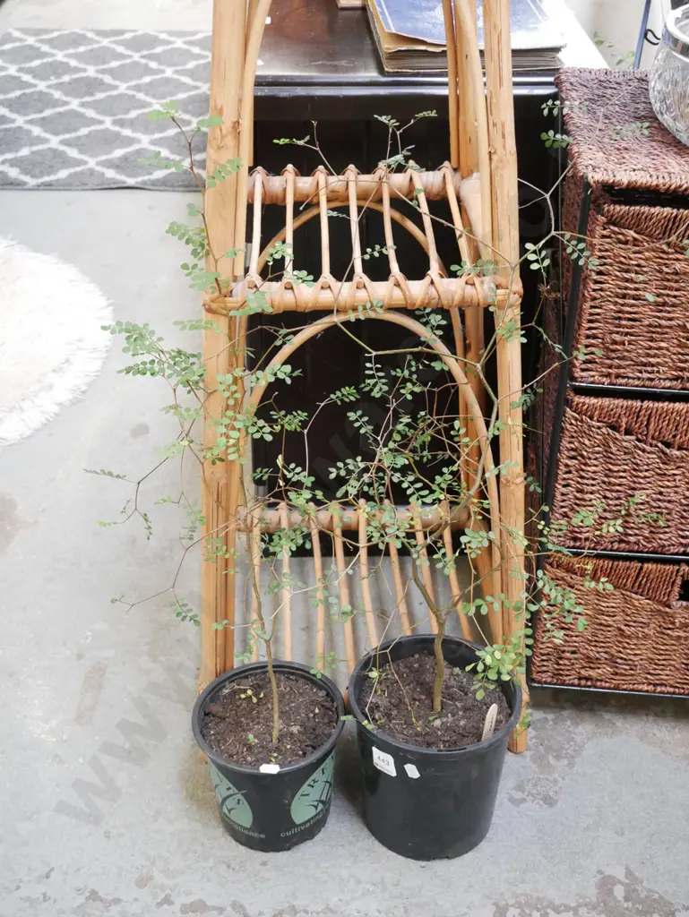 2x potted kowhai Image 1++
