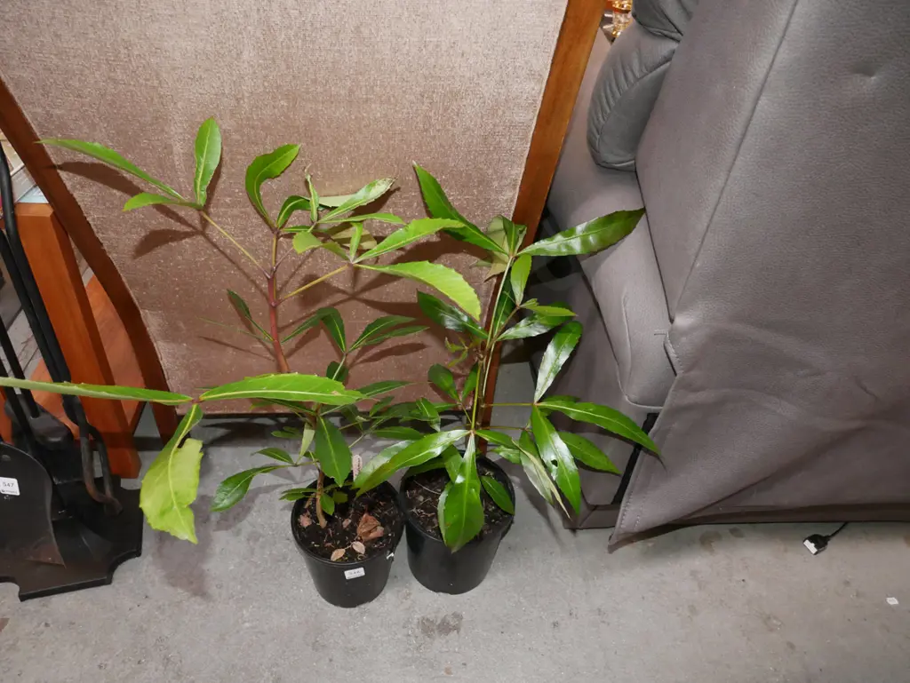 2x potted pseudopanax Image 1++