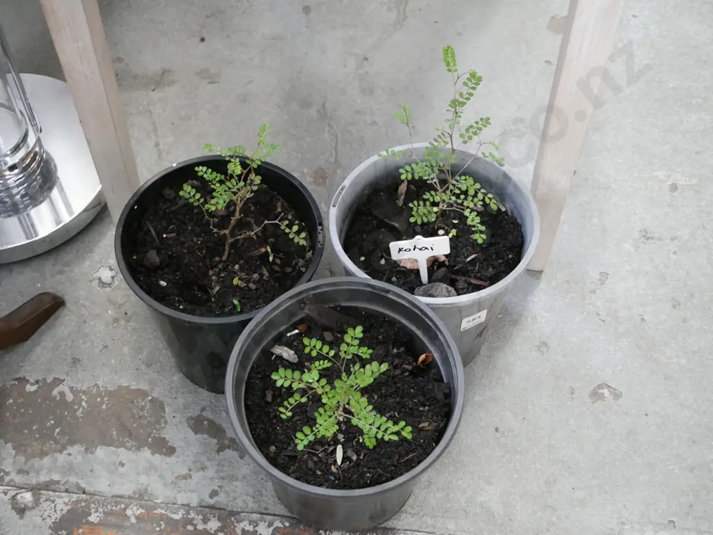 3x potted kowhai Image 1++