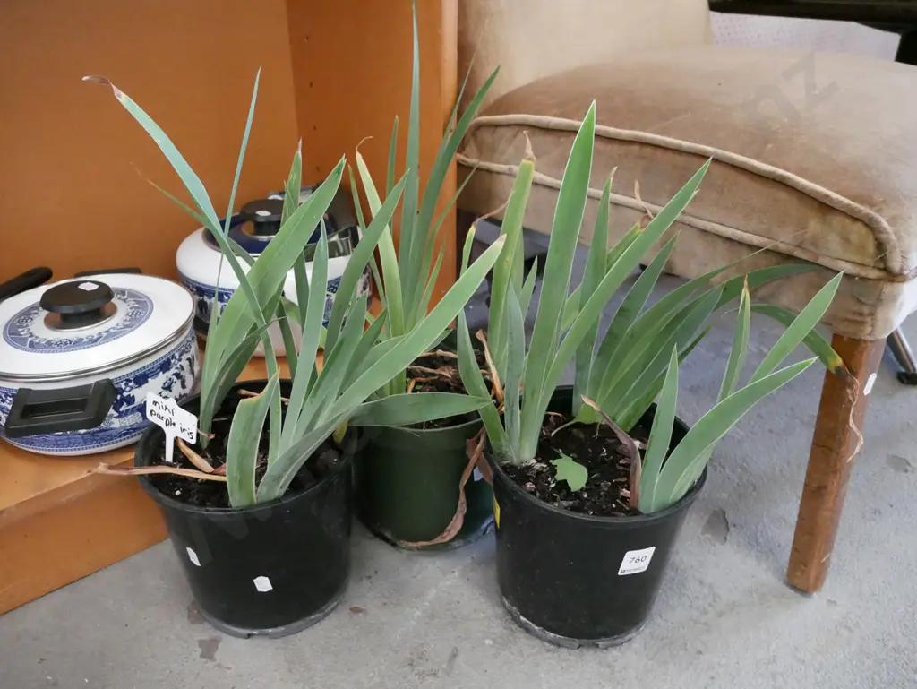 3x potted purple irises Image 1++