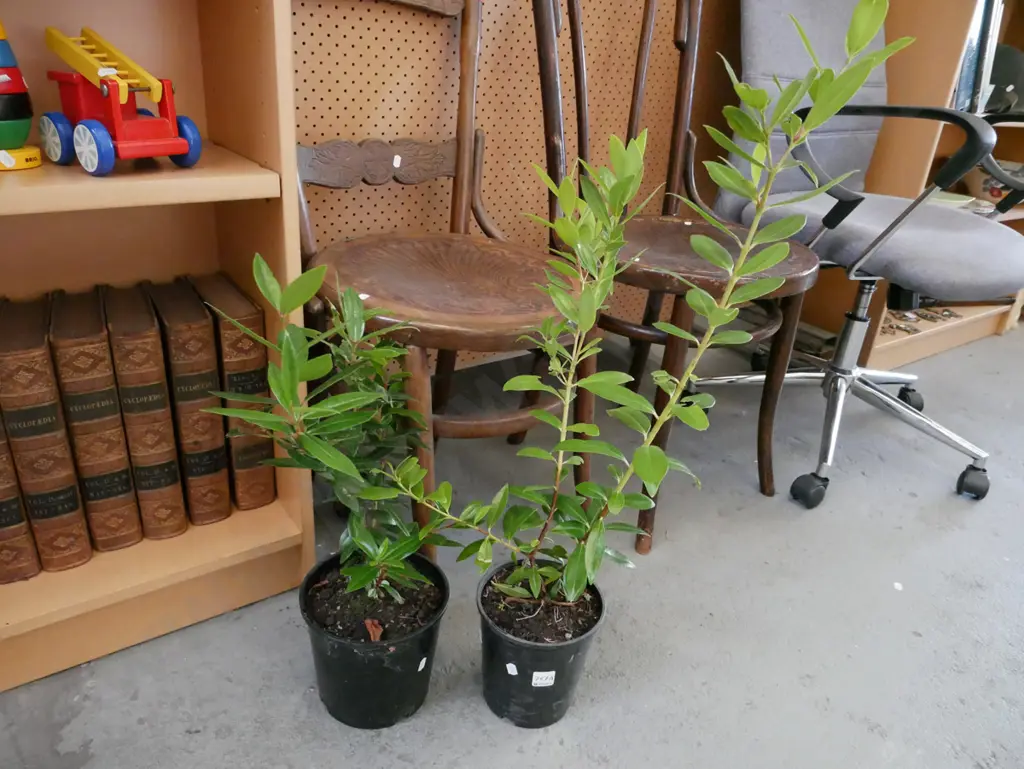 2x potted pohutukawa Image 1++
