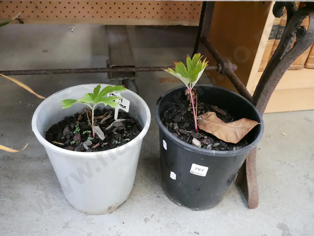 2x potted peonies Image 1++