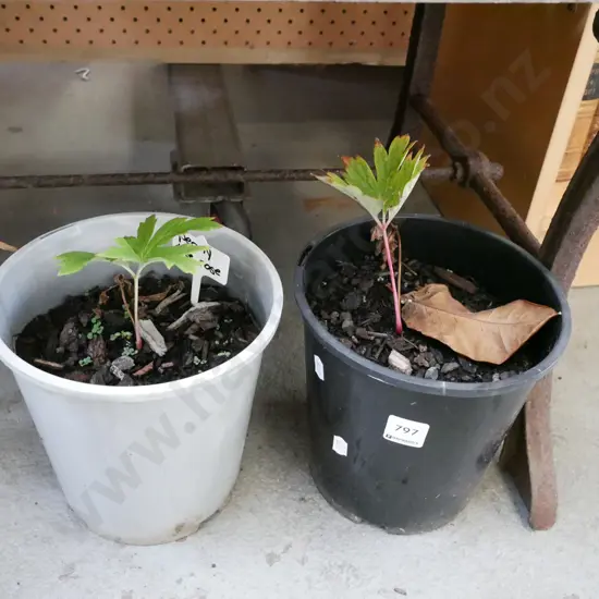 2x potted peonies