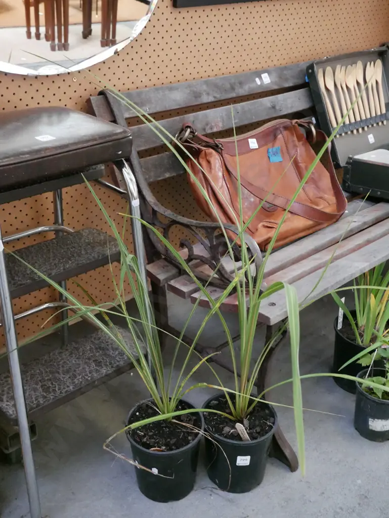 2x potted cabbage tree Image 1++
