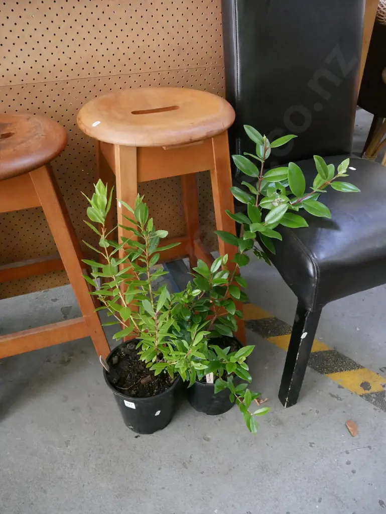 2x potted pohutukawa Image 1++