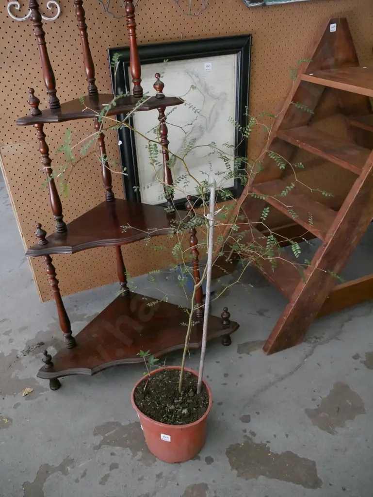 potted kowhai Image 1++