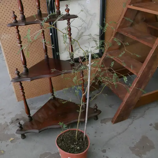 potted kowhai