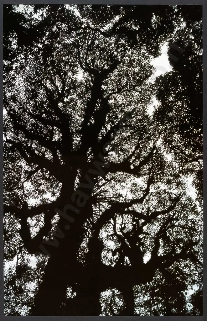 Angus - framed photograph "Canopy Silhouette" H-360 W-230 Image 1++