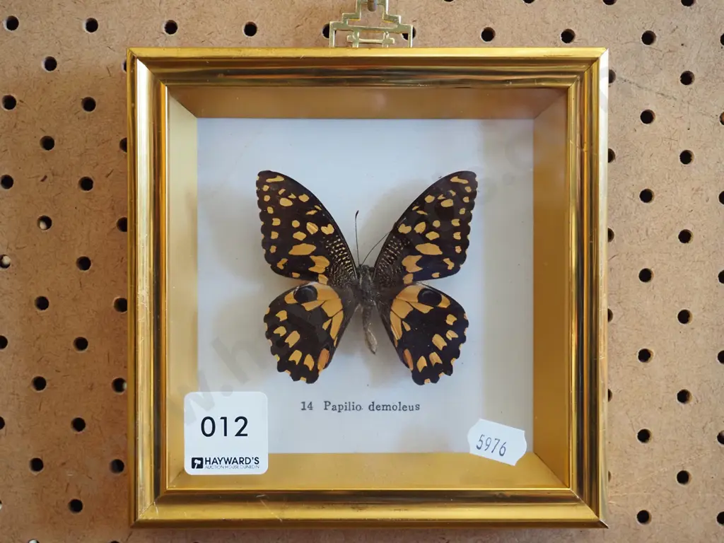 framed butterfly Image 1++