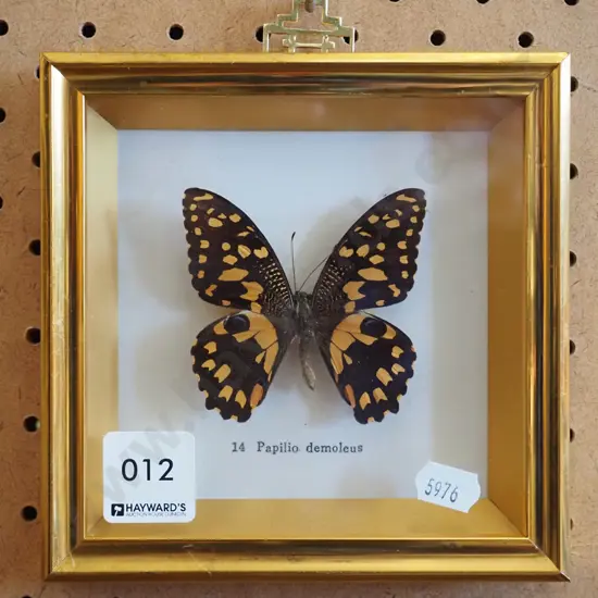 framed butterfly