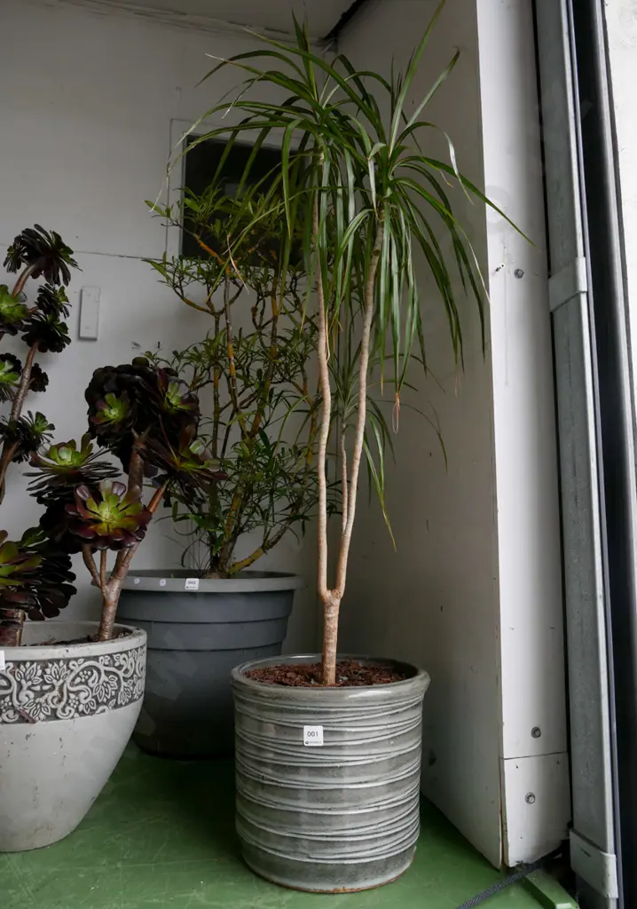 dracena marginata in grey glazed pot Plant H-1100 Image 1++