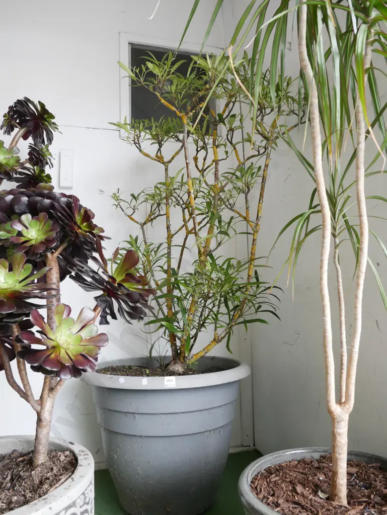 hebe in large plastic planter Plant H-800 Image 1++