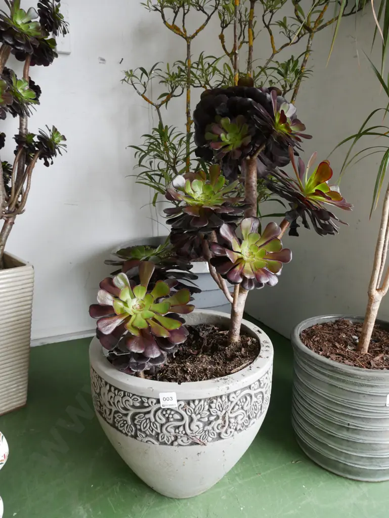 succulent in grey glazed planter Plant H-460 Image 1++