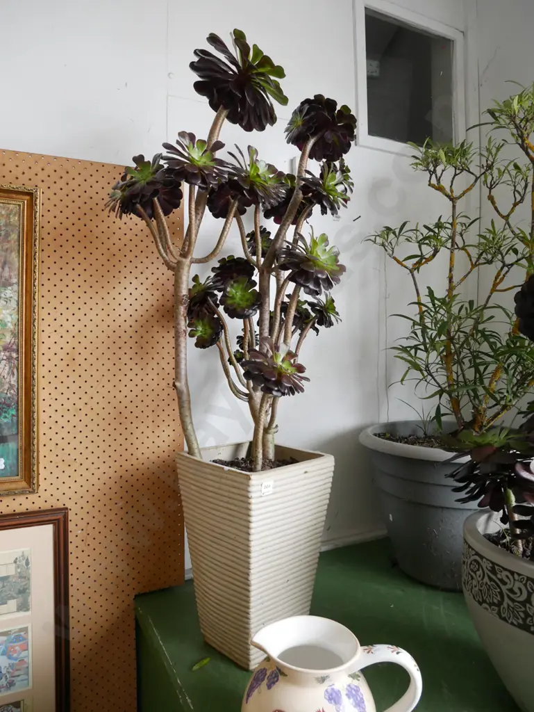 succulent in cream ribbed glazed planter Plant H-750 Image 1++