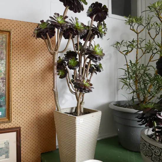 succulent in cream ribbed glazed planter Plant H-750