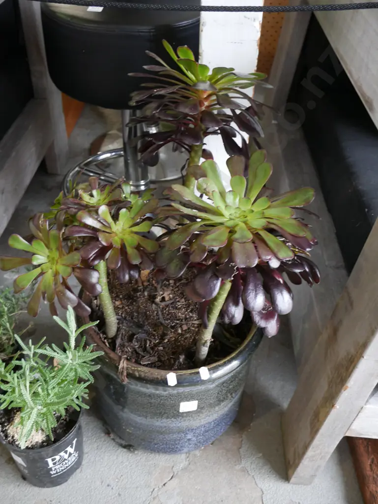 potted succulent in glazed planter Plant H-370 Image 1++